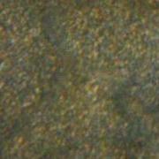 Protoplasmic Streaming