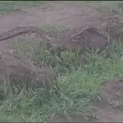 Massive Python Spotted In Ballito Snake Amazon Forest
