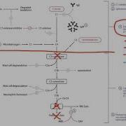 Complement For The USMLE Step 1