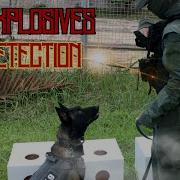 Bomb Detection Dogs Of Ayios K9 Protecting Communities