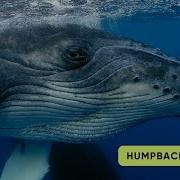 ABC Whales And Dolphin Song Sea Animals Song Learn English Alphabets And Animals For Kids Abcd