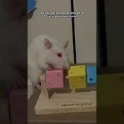 How To Pet A Rat