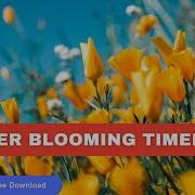 Copyright Free Best Flower Blooming 4K Timelapse Videos Footage