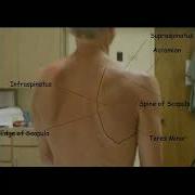 Spotting At Shoulder Scapula Acromion Supraspinatus Teres Minor Doctor Shortsfeed Shortsvideo