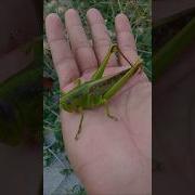 Beautiful Grasshopper Animals Nature Insects Grasshopper Shorts