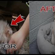 From Despair To Hope The Inspiring Journey Of A Rescued Dog