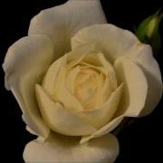 Blooming White Rose Flower Full HD Time Lapse Video