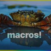Why Do We Need Macros In Rust