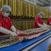 Inside The Snake Leather Factory Turning Snake Skin Into A Luxury Jacket Full Process