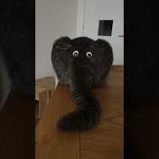Funny Cat S Behind Looks Like An Elephant