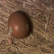 Chick Hatching Time Lapse Video