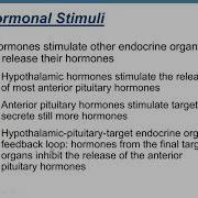 Ch 16 Physio Endocrine