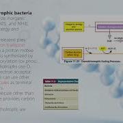 5 4 Catabolism Energy Release And Conservation Autotrophs