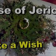 TIME LAPSE Rose Of Jericho Resurrection Plant
