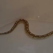 Ball Python Snake Swimming In The Bathtub