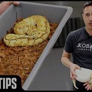 Ball Python Tub Sizes Babies To Adults