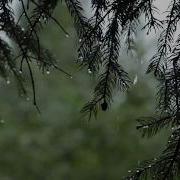 Relaxing Sound Of Rain And Wind In Forest 1 Hour Rain Drops Falling From Trees With Wind