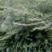 Hovercraft First Engine Test
