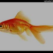 Ace The Creator Fish V2