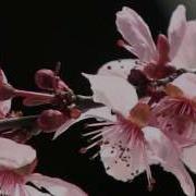 Blossom Time Lapse