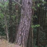The Vee Song Of The Comeraghs Original