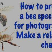 How To Prepare A Bee Specimen For Photography Make A Relaxing Chamber