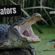 Alligators Unveiled The Swamp S Predators Fascinating Facts And Behaviors Nature Alligator