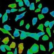 Calcium 0001 Flv