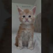 Which Kitten Is Your Favorite Mainecoon Kitten Kittenshorts Cat Orangecat Orangekitten Fyp