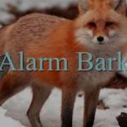 Fox Calls