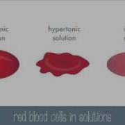 Passive Transport Part 1
