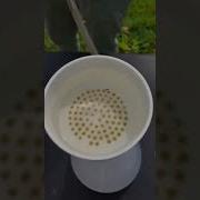 Filtering EDNA Samples