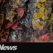 Alarming Clusters Of Invasive Red Firebugs