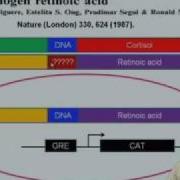 Mod 06 Lec 22 Regulation Of Gene Expression By Type II Nuclear Receptors