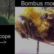 Insect Illustrations Under A Microscope Bumble Bee
