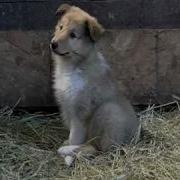 Ambient Puppies Puppy Tales DVD Trailer