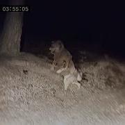 Creepiest Wildlife And Cryptid Encounters Captured On Camera