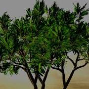 Houdini Vellum Tree Rig Initial Setup Rnd