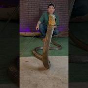 KING COBRA GROWL Kingcobra Reyrackz Animals Venomous Snake Reptiles Wildlife Nature Fyp