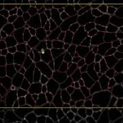 Cellpose GPU Installation For QuPath And Fiji