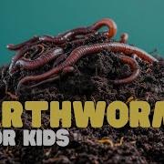 Earthworms For Kids Learn All About These Slimy Animals