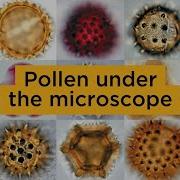 Pollen Under The Microscope