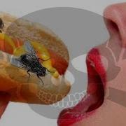 This Is Why You Shouldn T Eat Food Flies Have Landed On Disgusting Science Facts