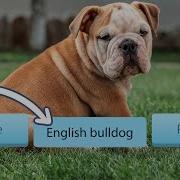 Use Jupyter Widgets To Make A Labeling Tool For Machine Learning Projects