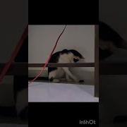 DeBugging Funny Shorts Cat Debugging Coding Dev