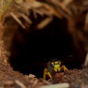 5 Things You Didn T Know About Yellow Jackets