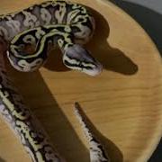 Angry Ball Python We Named Carol Baskin Shorts