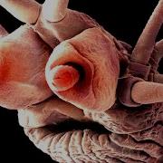 Objects Under Electron Microscope Part 3