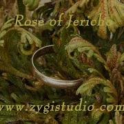 Opening Rose Of Jericho Resurrection Plant