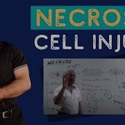 Necrosis Cell Injury Apoptosis General Pathology
